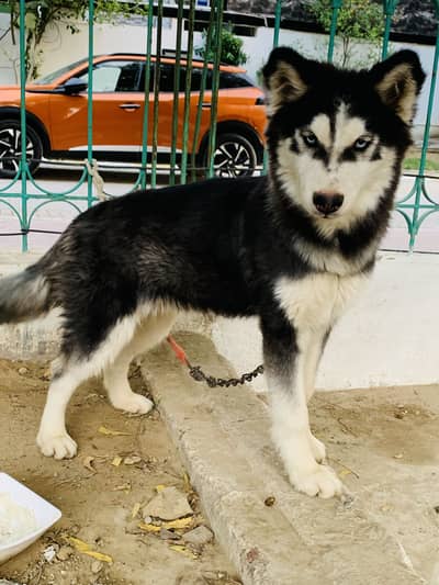 Siberian husky male