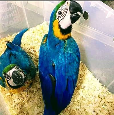 Macaw parrots for sale/ Mecaw Chicks for sale