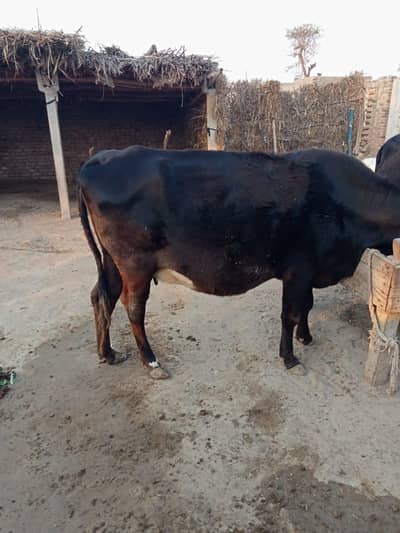 Gaey for sale 9mnth start 03443130839