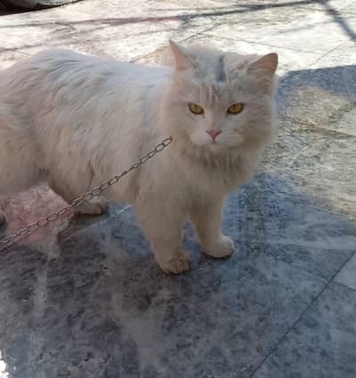 Persian Male Cat