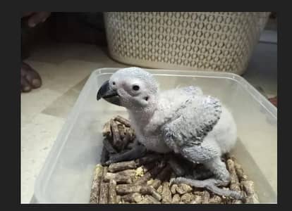 African Grey parrots / African Grey parrots chicks for sale
