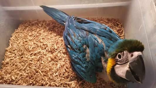 mecaw / african grey parrot0309/1971603