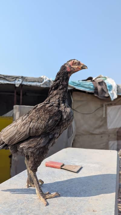 Aseel Saleti Breeder Female