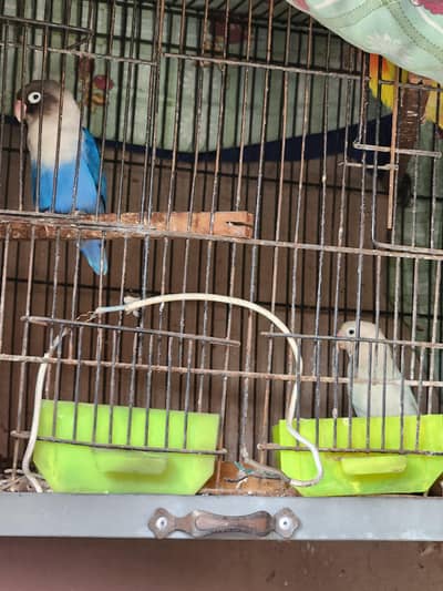 adult pairs of love birds