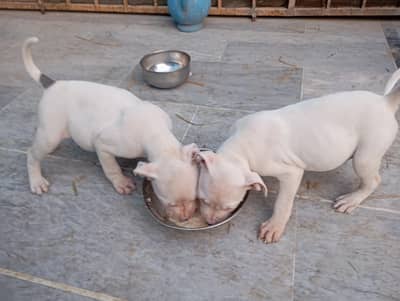 Amarican bully puppy pair for sale