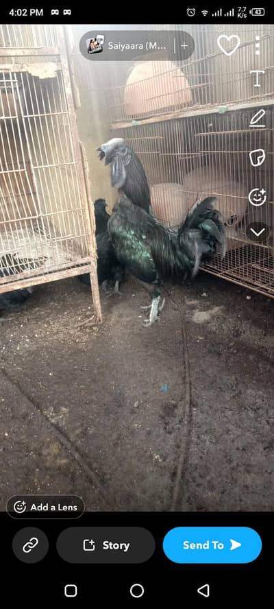 ayam cemani call on 0335 1332456