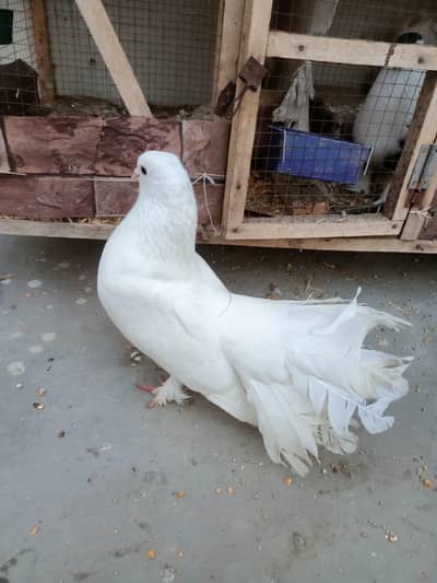 White Lucky Pigeon Pair