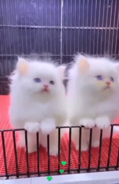 Persian kitten
