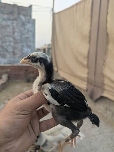 Pure aseel Black n white lasani chicks heera pair ky chuzy