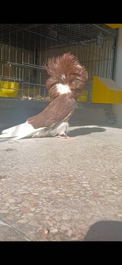 jacbione breadr male. .