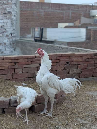 Paper white permooz heera chicks chuzy