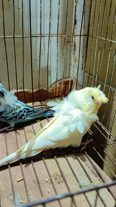 HOGOROMO breeder pair available