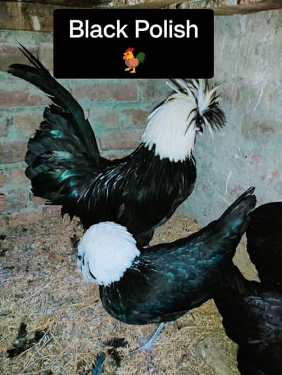 A+ Black Polish Chicks For Sale