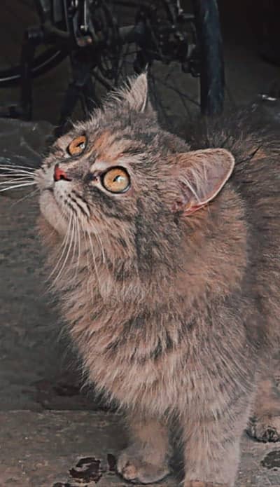 Beautiful Fluffy Grey Persian Cat for Sale – Active & Healthy