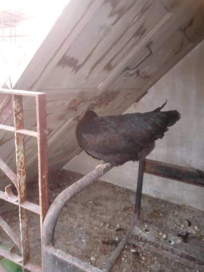 andy wali desi murgi