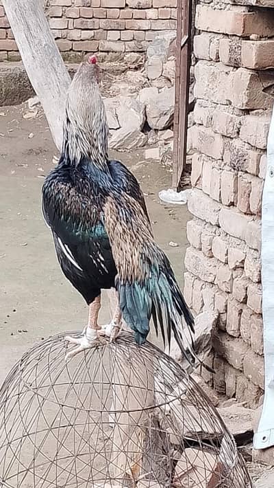 sawa aseel one eye breeder