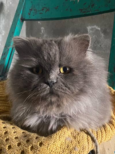 03406251311 wathsapp ajo i need money