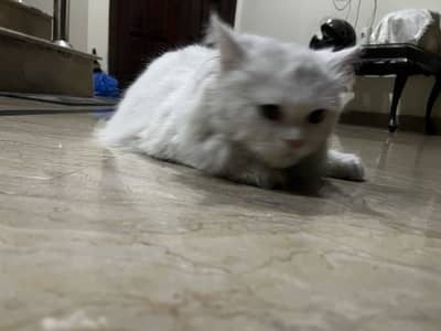 Persian cat female  12 months