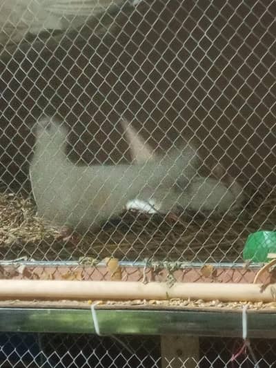 lakka kaboter or bachy