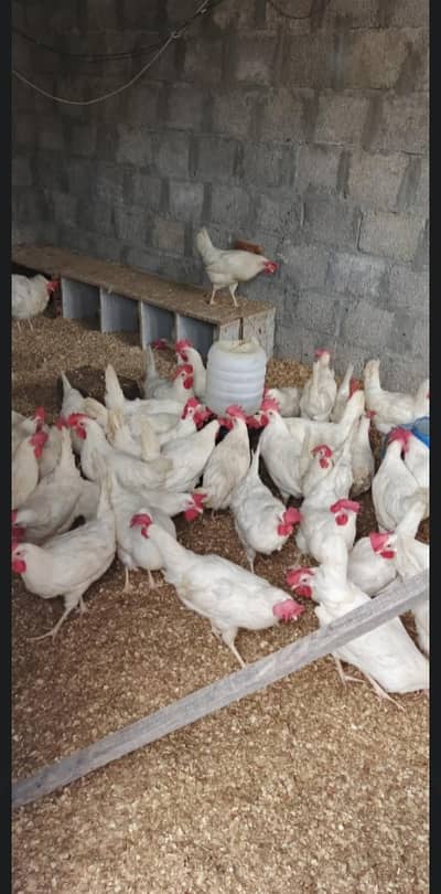 Best Quality Layer Hens for Sale