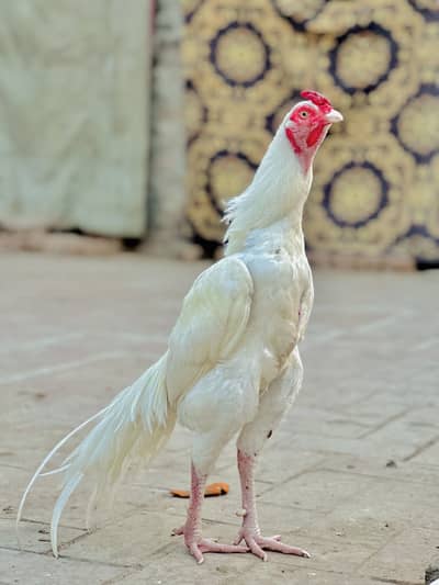 White Heera High Quality