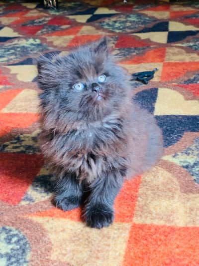 Persian kitten