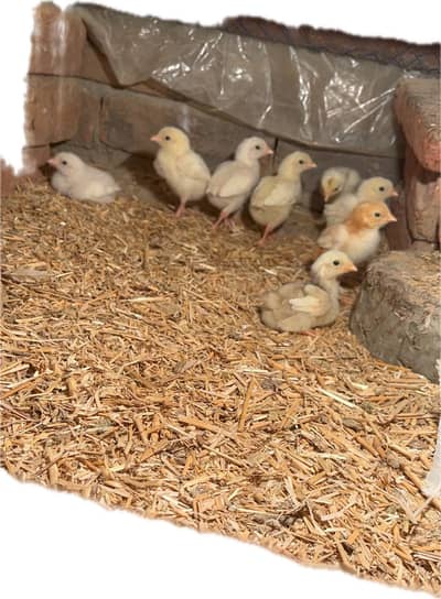 aseel   Heera chicks only 8pieces available