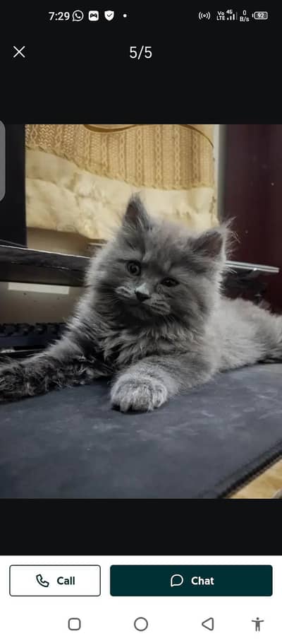 Persian cat for sale male or female my WhatsApp 0329. . . 48. . . 68. . . . . 556