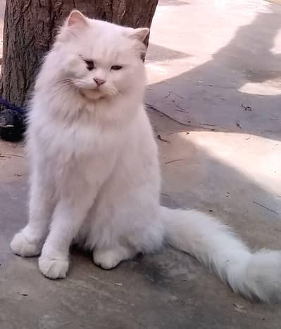 Persian cats