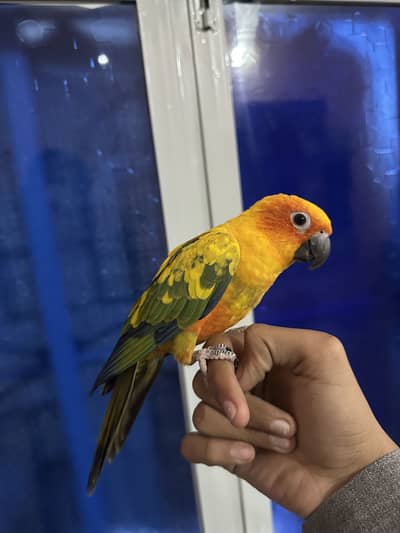 Sun conure hand tame parrot