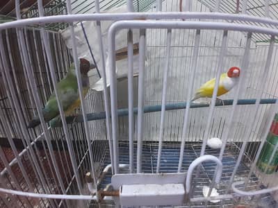 breeder pair of  goldians.