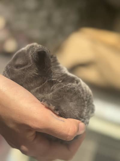 Holland loop punch face