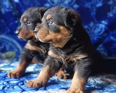 rottweiler male female