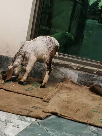 jis KO smjh ha nasal ki wo rabta kery exchange possible