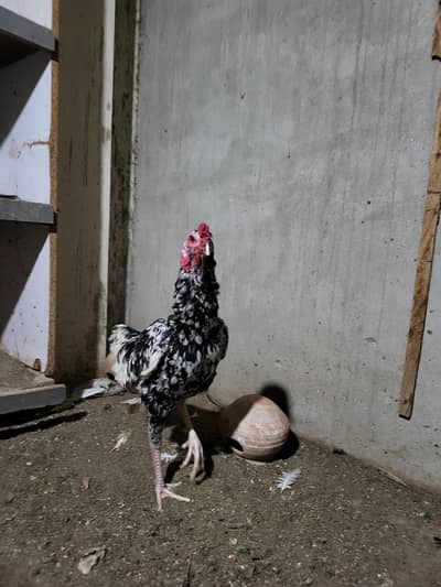 aseel pair / king pair / rabbit  for sale