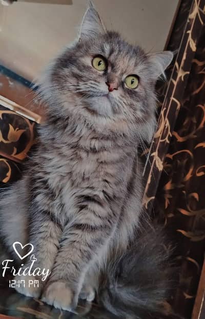 Beautiful Fluffy Grey Persian Cat for Sale / Active and Healthy