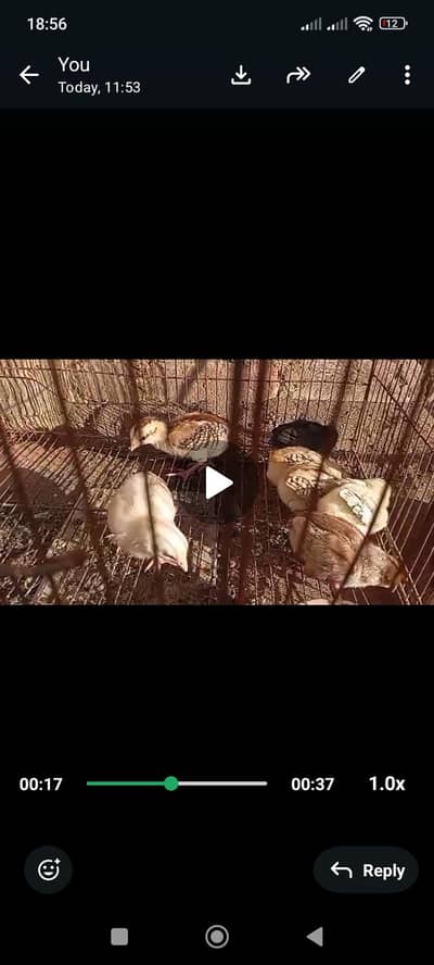 Quality Aseel chicks