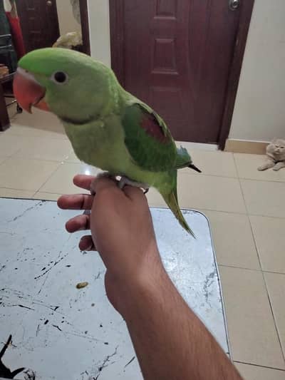 Raw parrot for sale