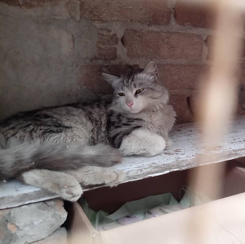 Cat فری لے جائیں 0