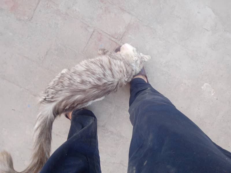 Cat فری لے جائیں 1