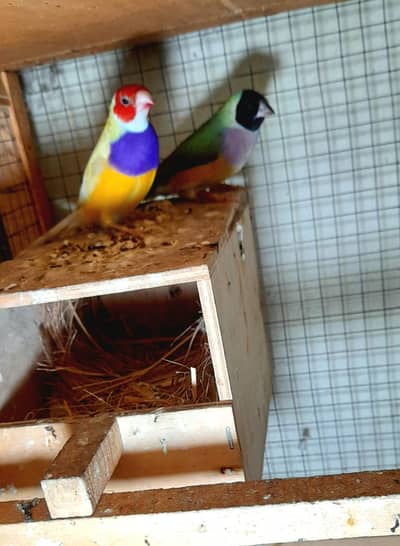 Gouldian Breeder Fertile Pair Male Common Fm Spanish 12500