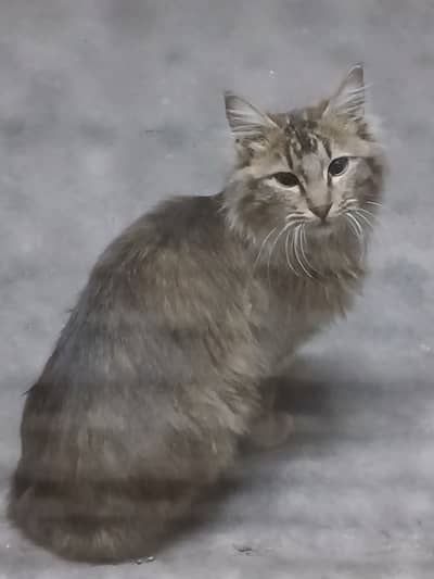 Turkish Angora