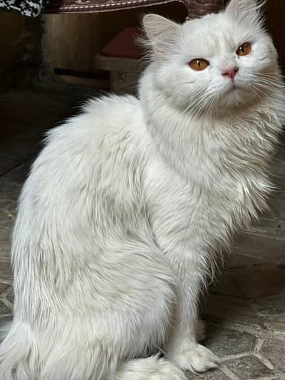Royal Snow White Doll Face Male Cat for Sale