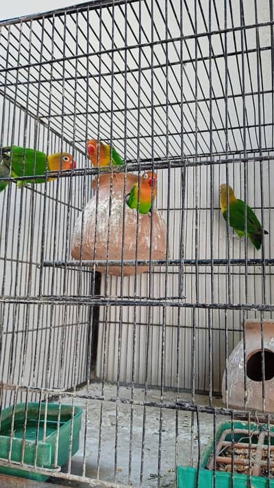 green fisher parrot albino black eye parrot