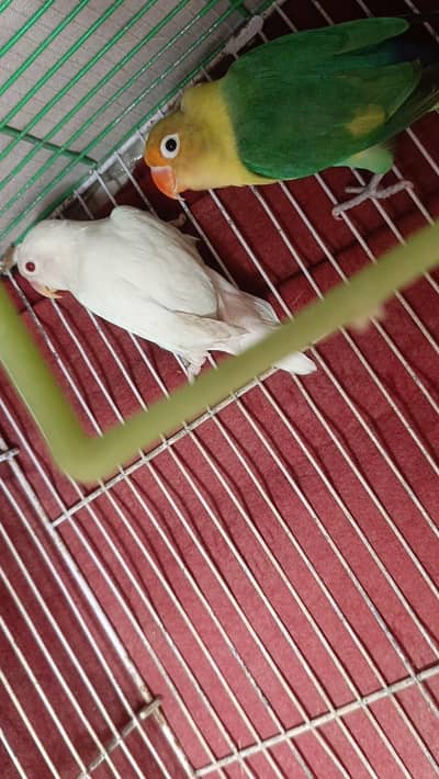 Albino RE Male x Parblue split ino Female