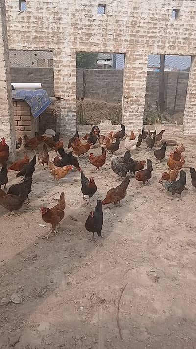 golden misri full setup