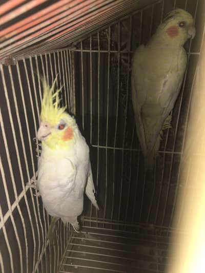 Common Red eyes pair 2 Pairs