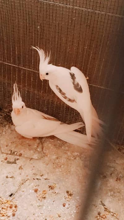 V pied male Eno female breeder pair. . .