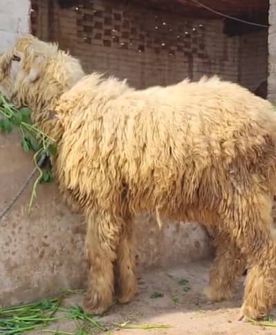 Mundra /chatra/sheep/goat/male