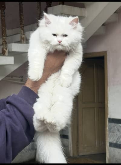 Persian kittens for sale